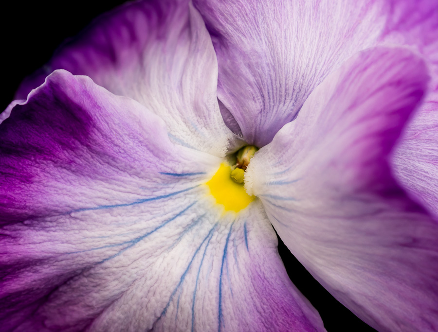 Promescent Purple Primarily Purple – patricia emerson mitchell photography