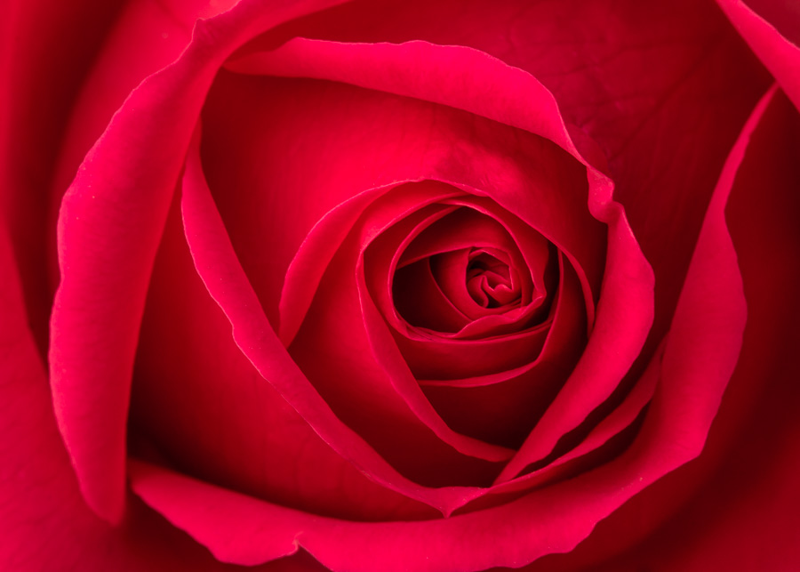 View Red Seeing Red – patricia emerson mitchell photography