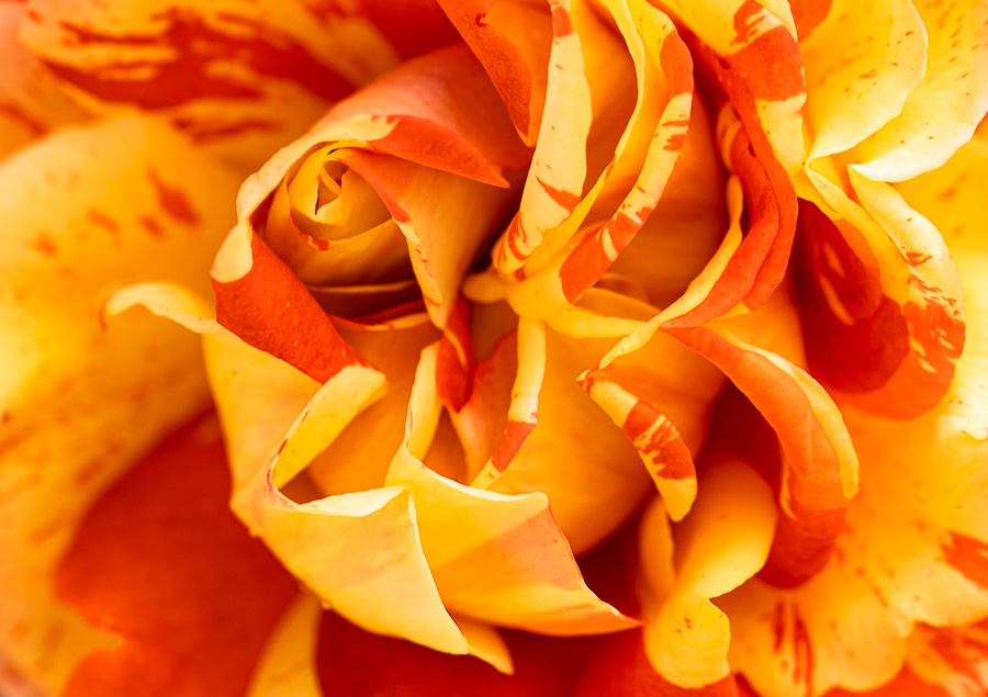 Bold Roses – patricia emerson mitchell photography