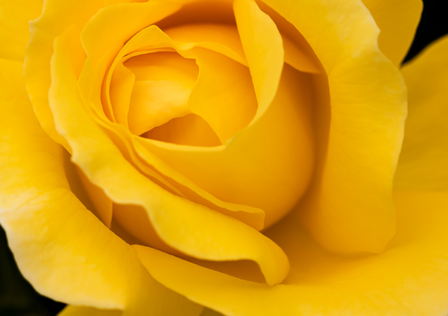 Bold Roses – patricia emerson mitchell photography