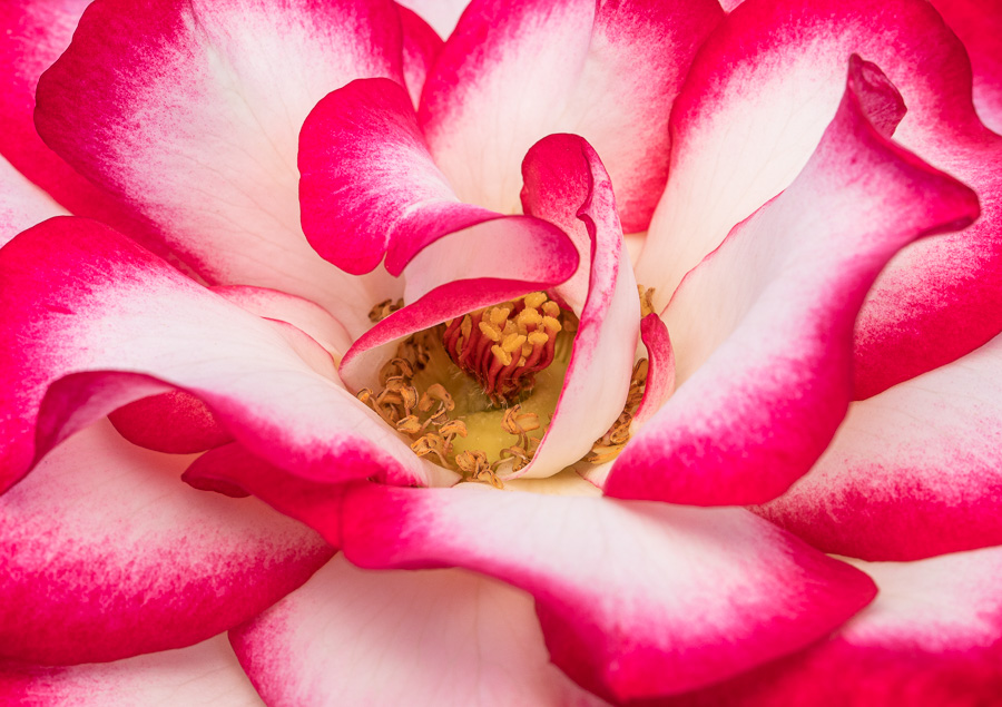 Bold Roses – patricia emerson mitchell photography