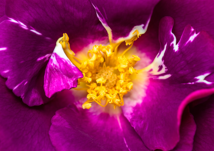 Bold Roses – patricia emerson mitchell photography